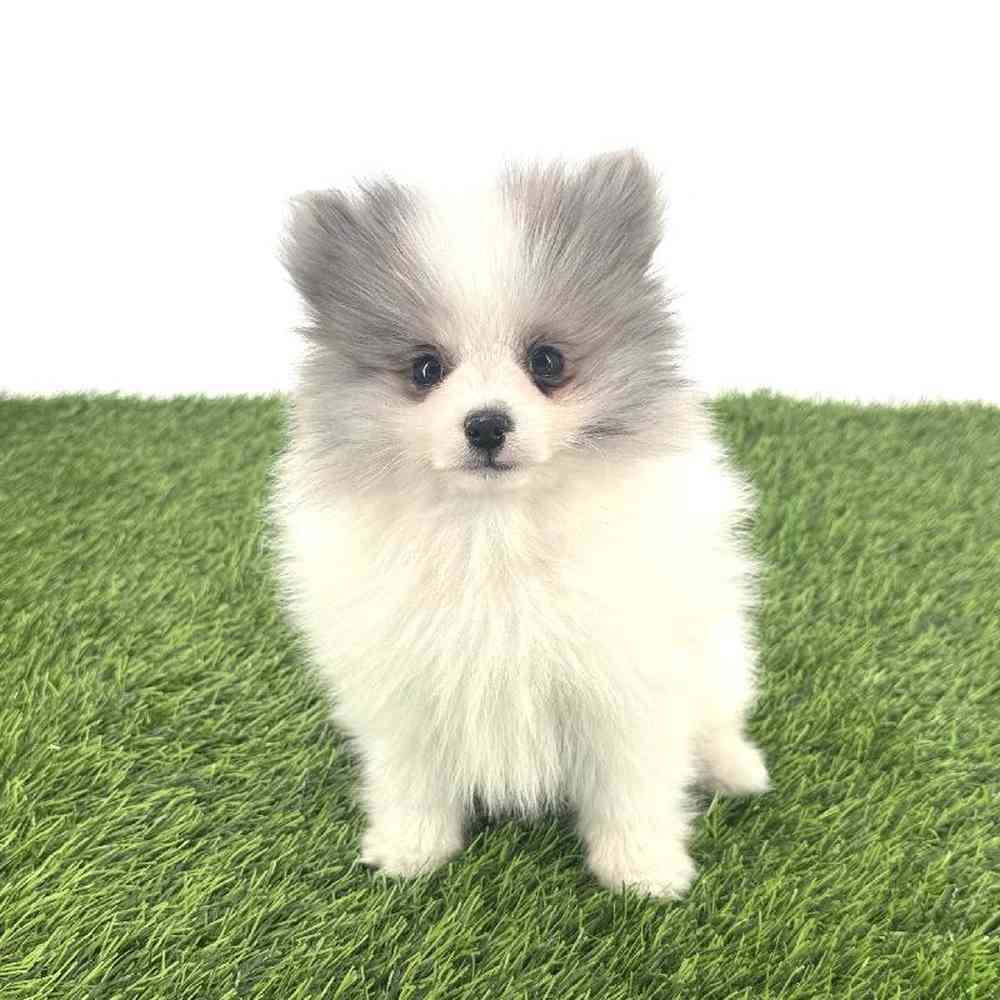 pet breed image