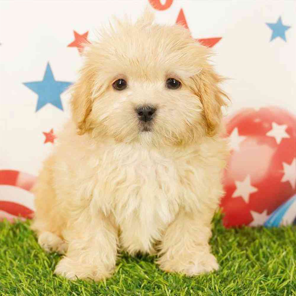 pet breed image