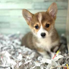 Pembroke Welsh Corgi