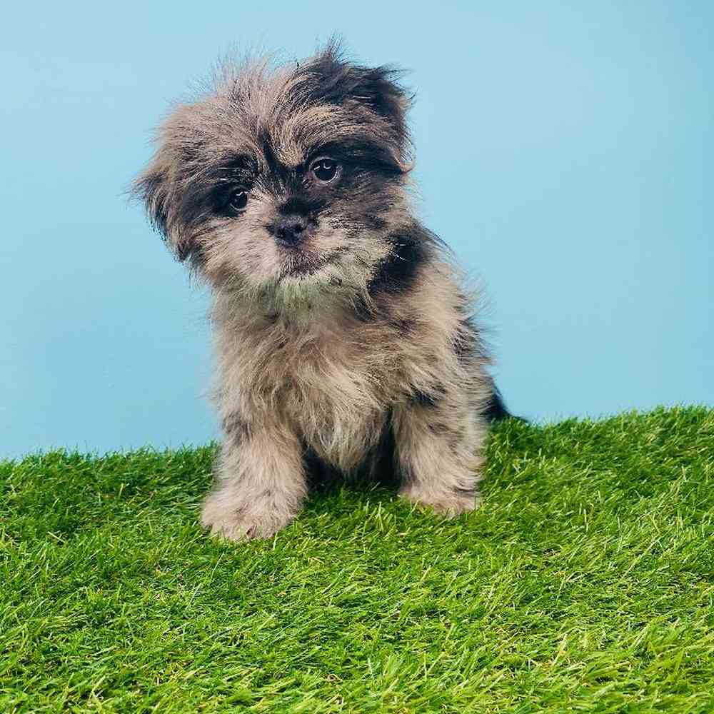 Female Pomeranian/Shih Tzu Puppy for sale