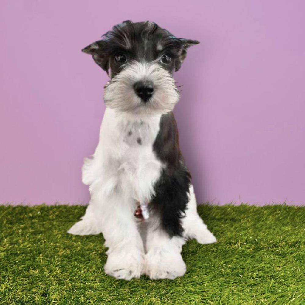 Female Mini Schnauzer Puppy for sale