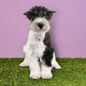 Mini Schnauzer