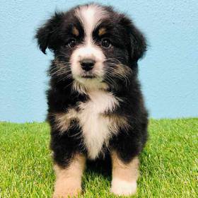 Mini Australian Shepherd
