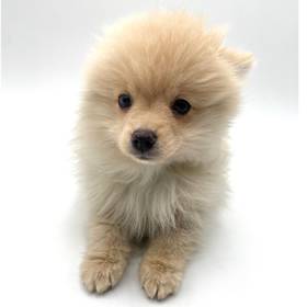Pomeranian