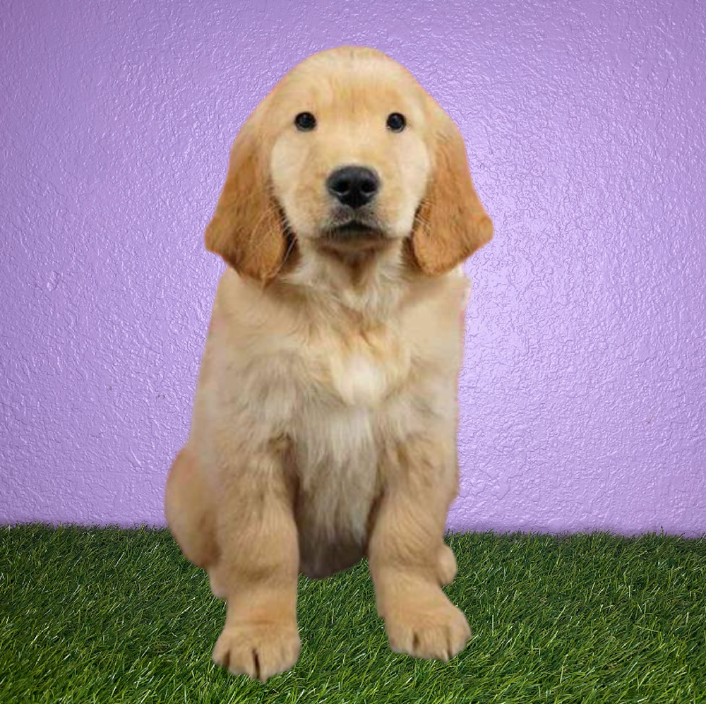 Male Golden Retriever Puppy for Sale in New Braunfels, TX
