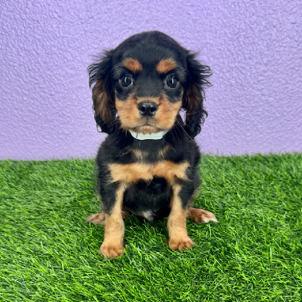 pet breed image