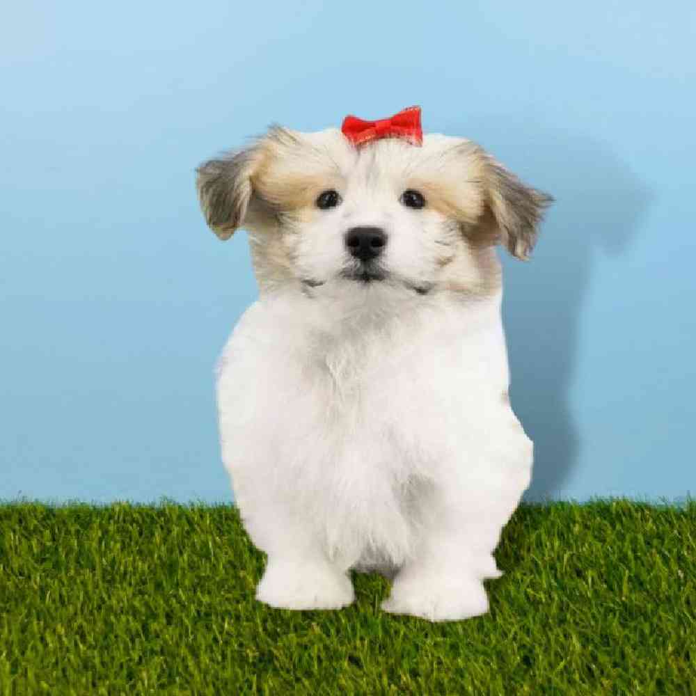 Female Pomachon Puppy for sale