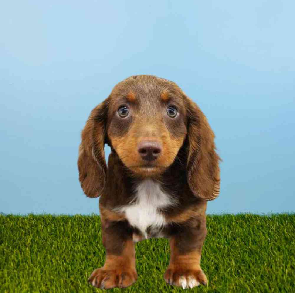 Male Dachshund Puppy for sale