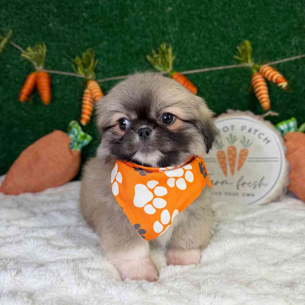carousel pet images