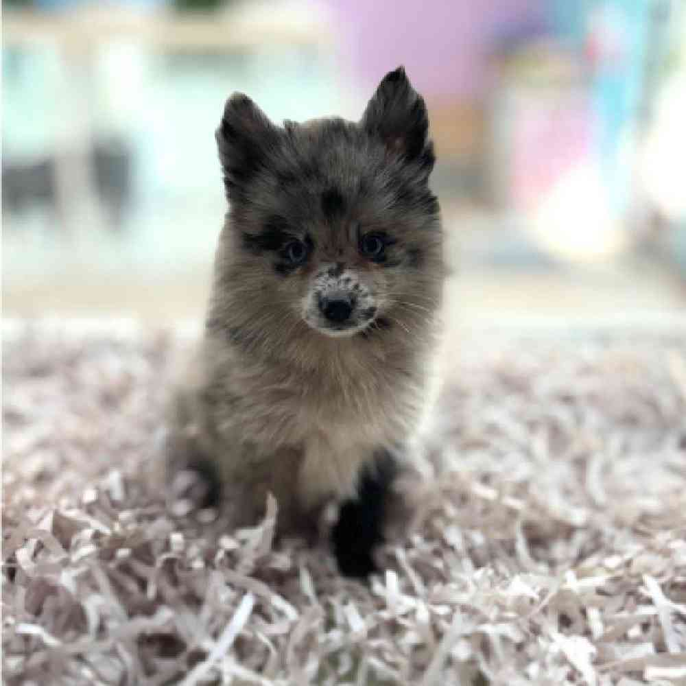 carousel pet images