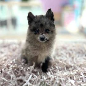 2nd Gen Pomsky