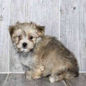 Morkie