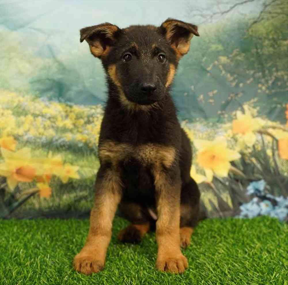 pet breed image