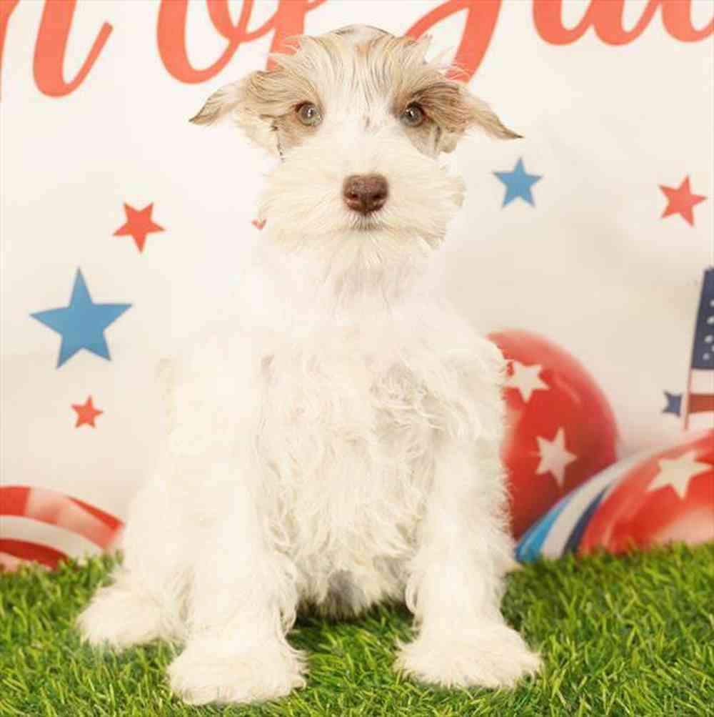 pet breed image