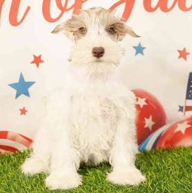 Mini Schnauzer