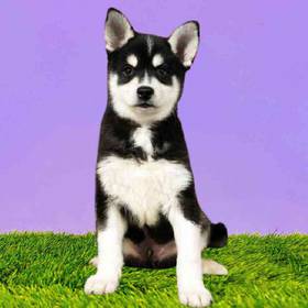 Alaskan Klee Kai