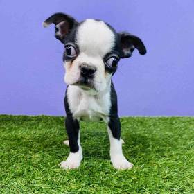 Boston Terrier