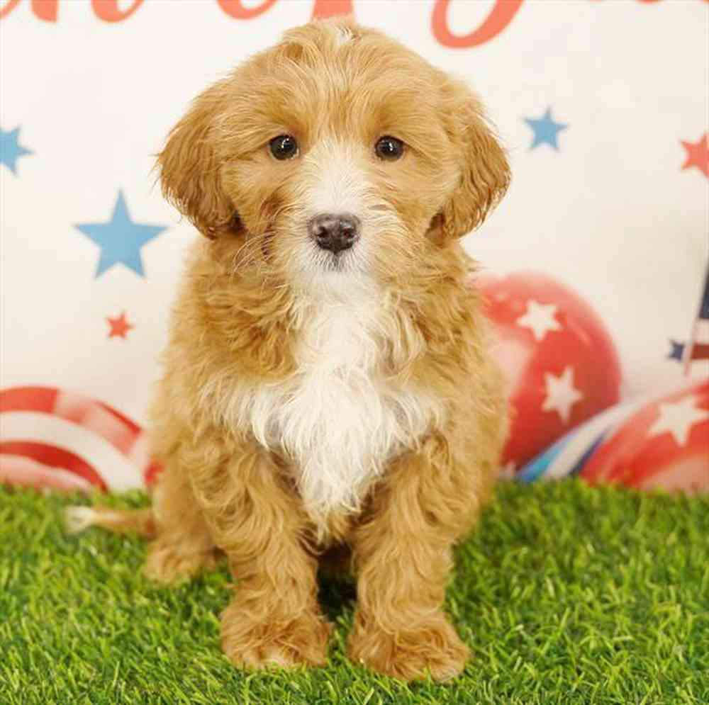 pet breed image