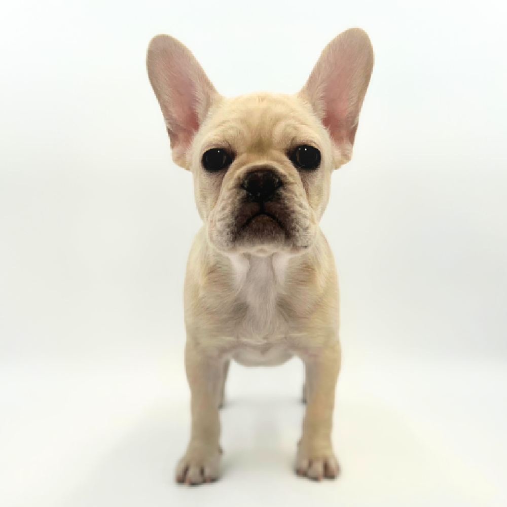 Female French Bulldog Puppy for Sale in Marietta, GA