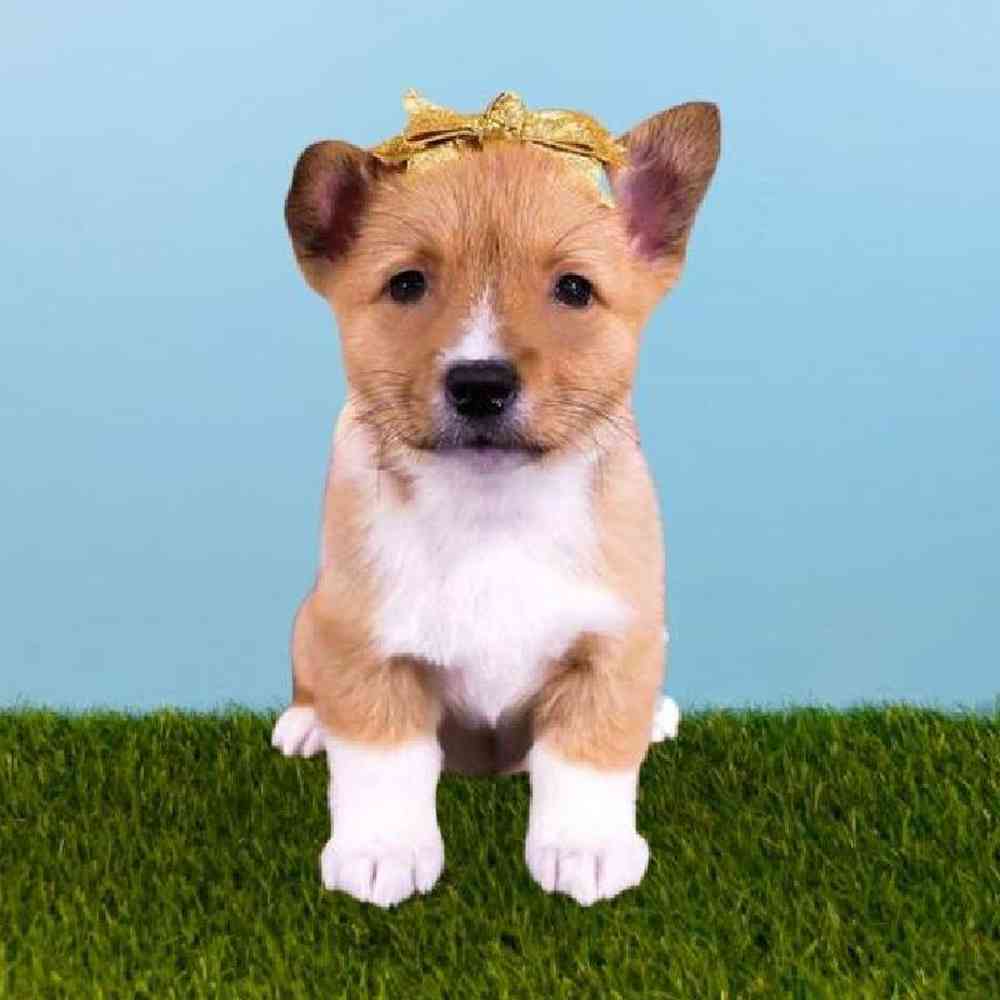 Female Pembroke Welsh Corgi Puppy for sale