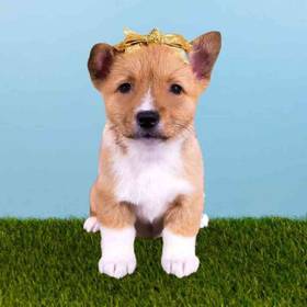 Pembroke Welsh Corgi