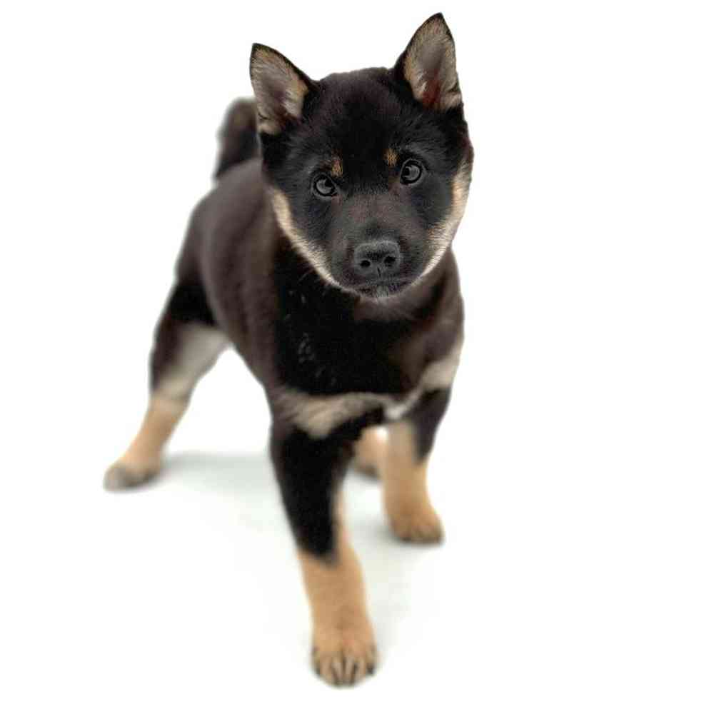 Male Shiba Inu Puppy for Sale in Puyallup, WA