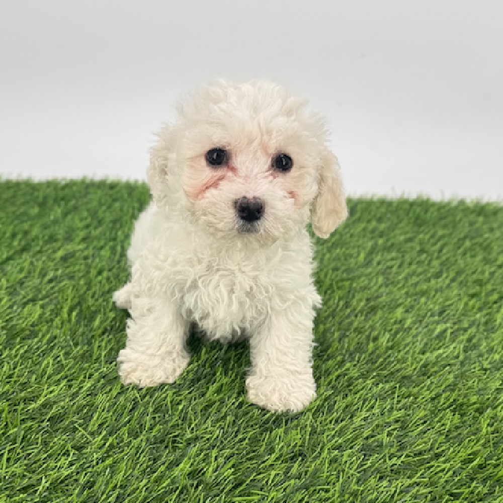 pet breed image