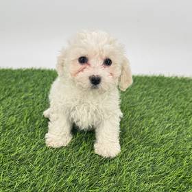 Bichon
