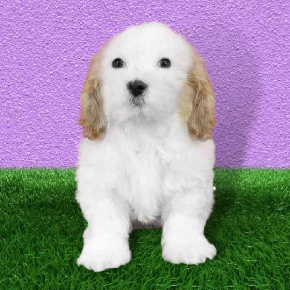 Male Cavachon Puppy for sale