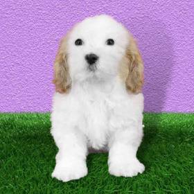 Cavachon