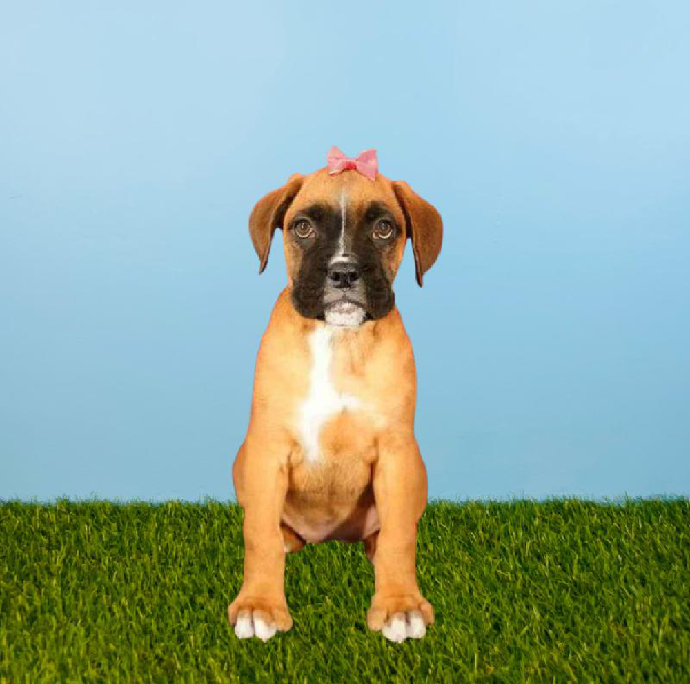 carousel pet images