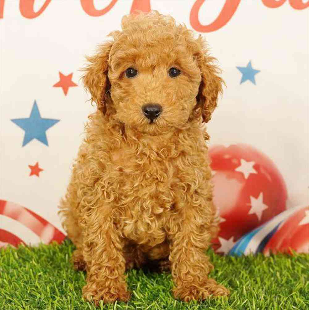 pet breed image