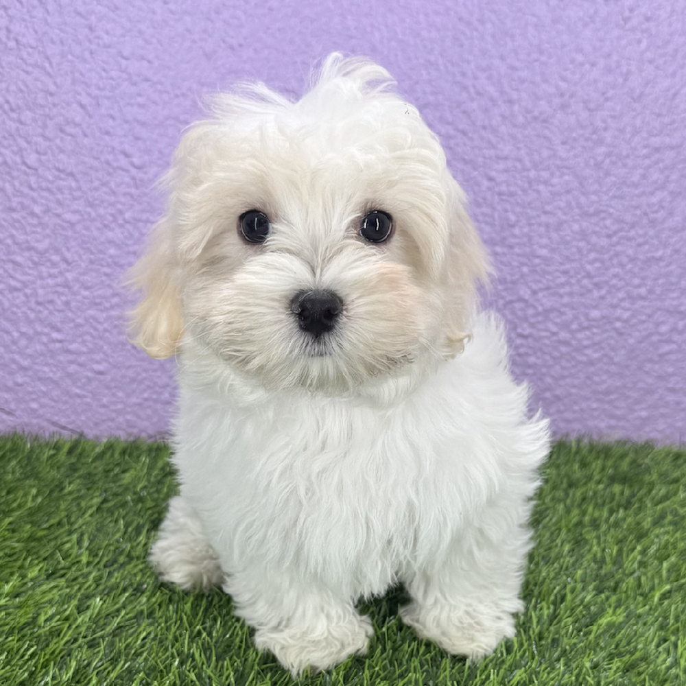 pet breed image