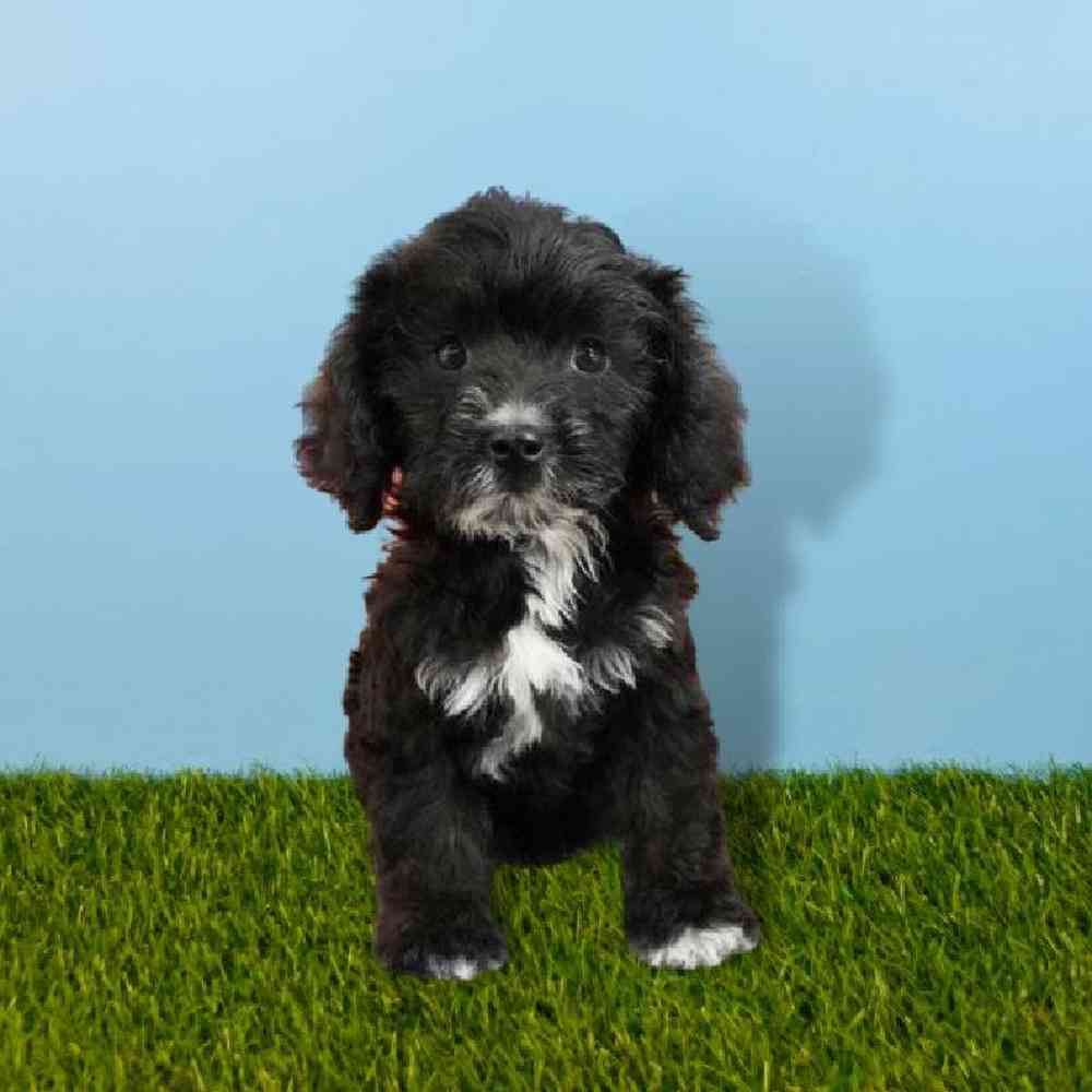 Male Cockapoo Puppy for sale