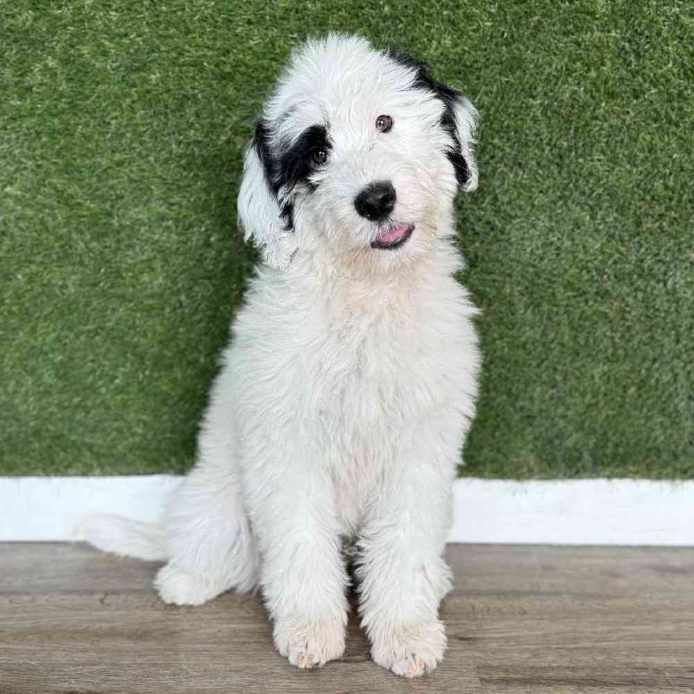 carousel pet images