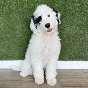 Portuguese Water Dog