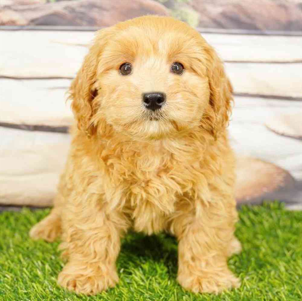 pet breed image