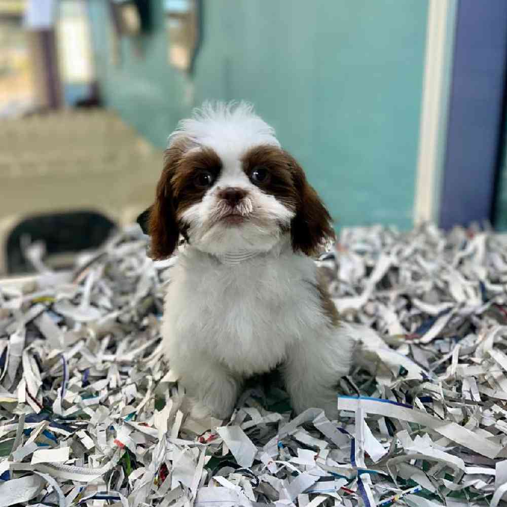 carousel pet images