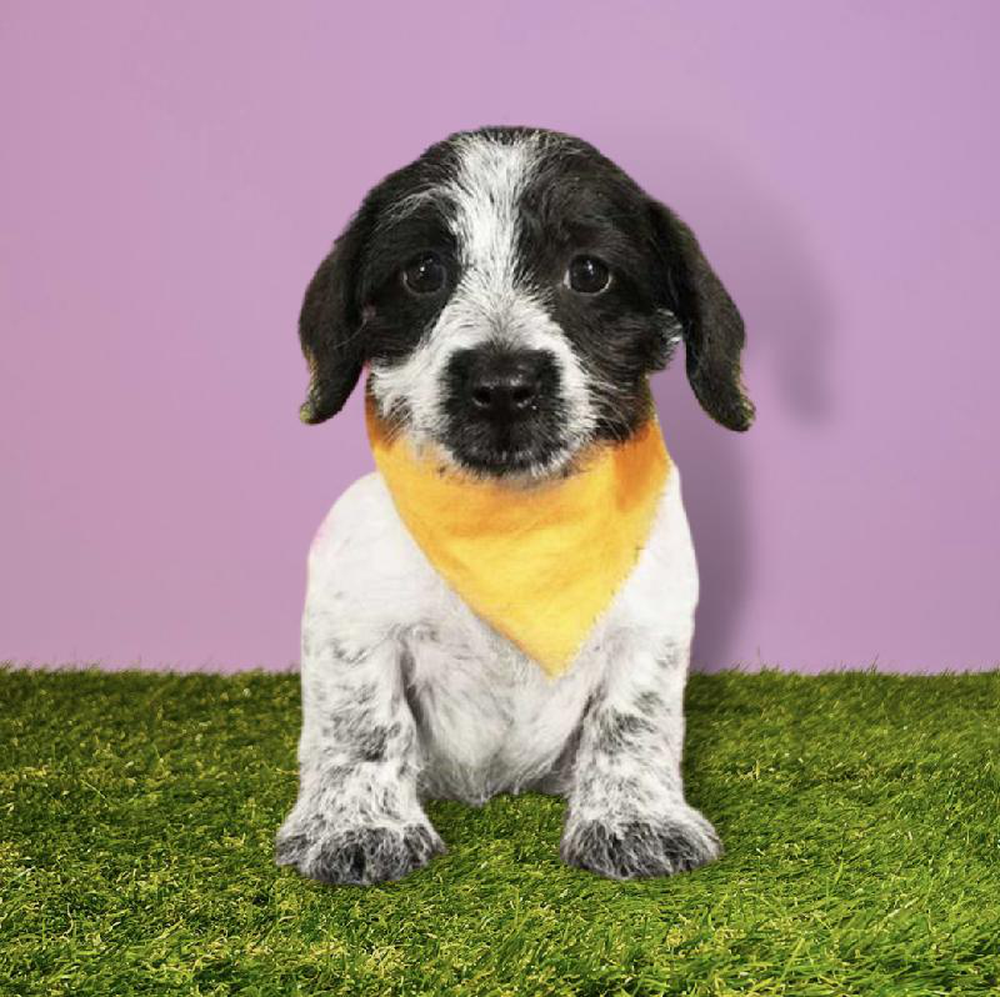 Male Bichon - Dachshund Puppy for sale