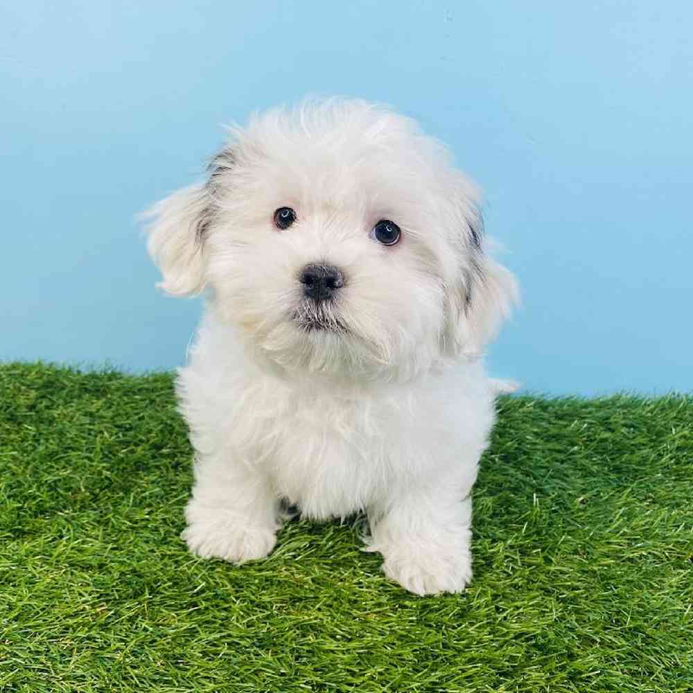 Malshi puppy for sales sale near me