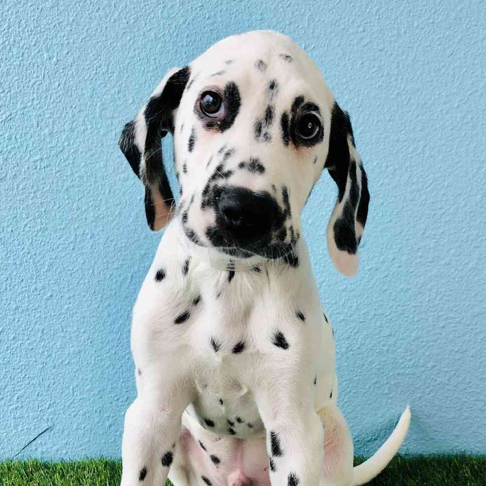 carousel pet images