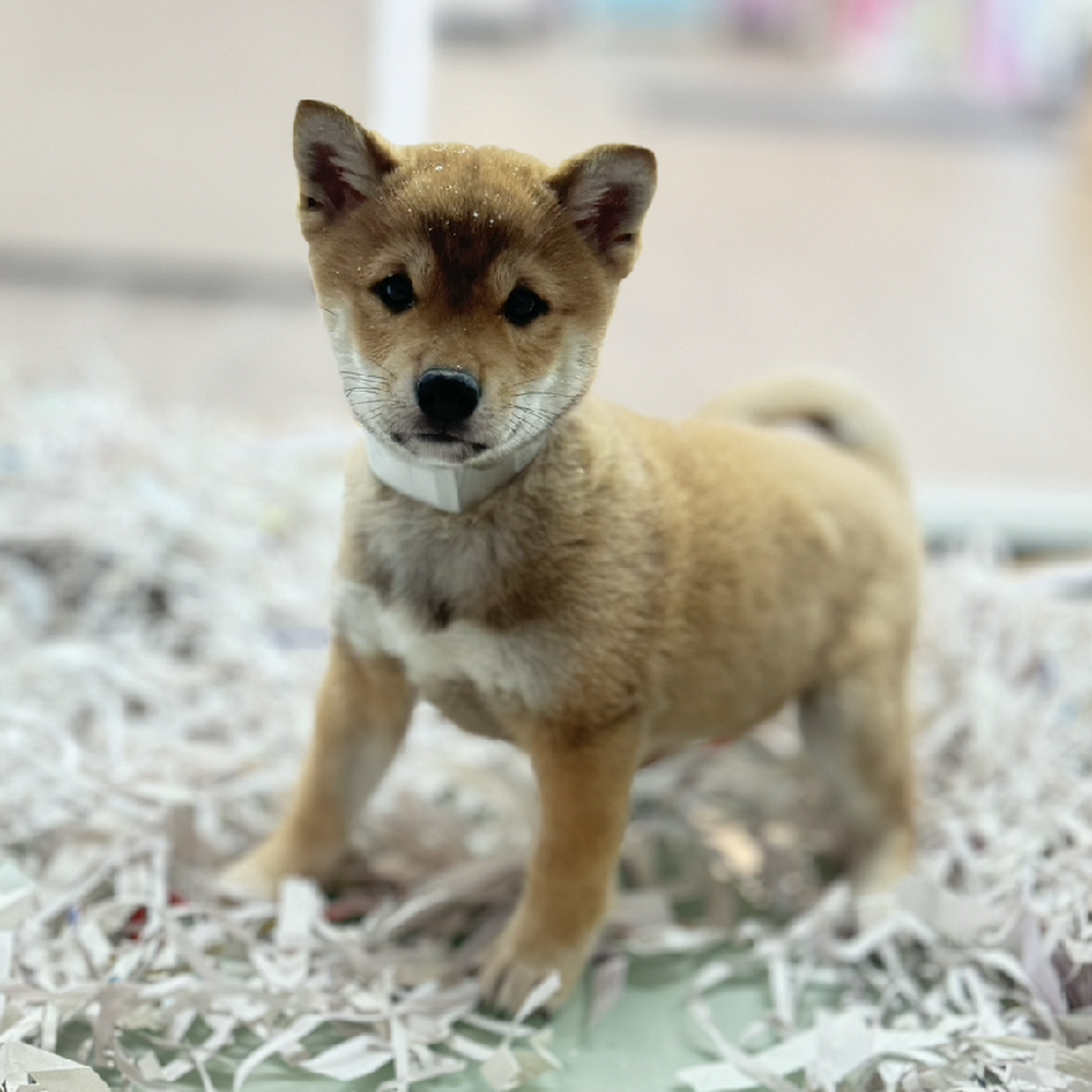 carousel pet images