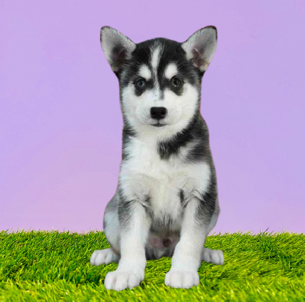 Alaskan Klee Kai
