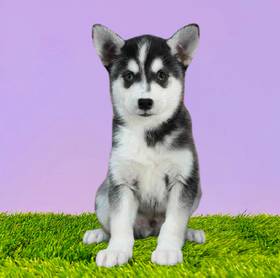 Alaskan Klee Kai