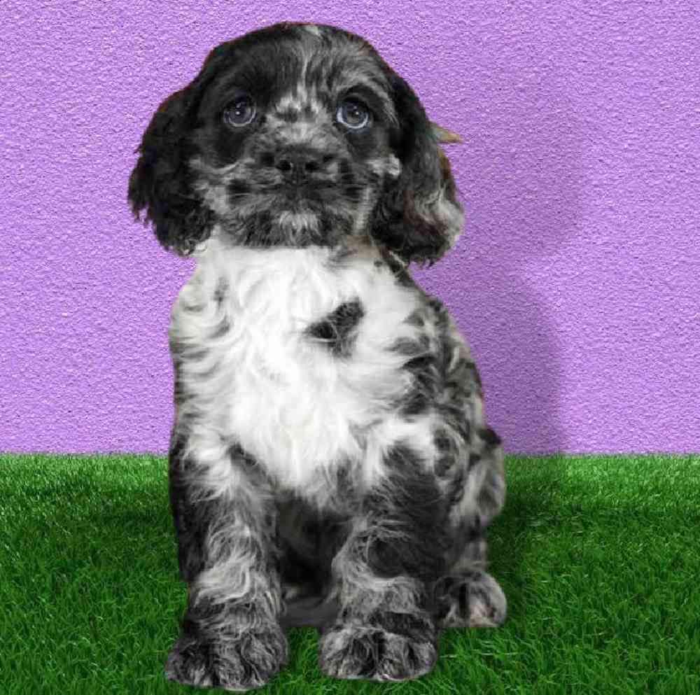 Male Cocker Spaniel Puppy for sale