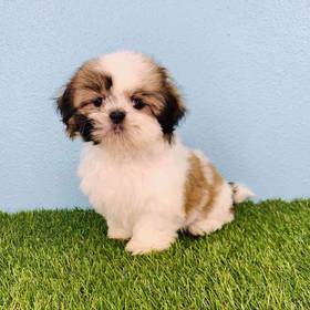 Shih Tzu