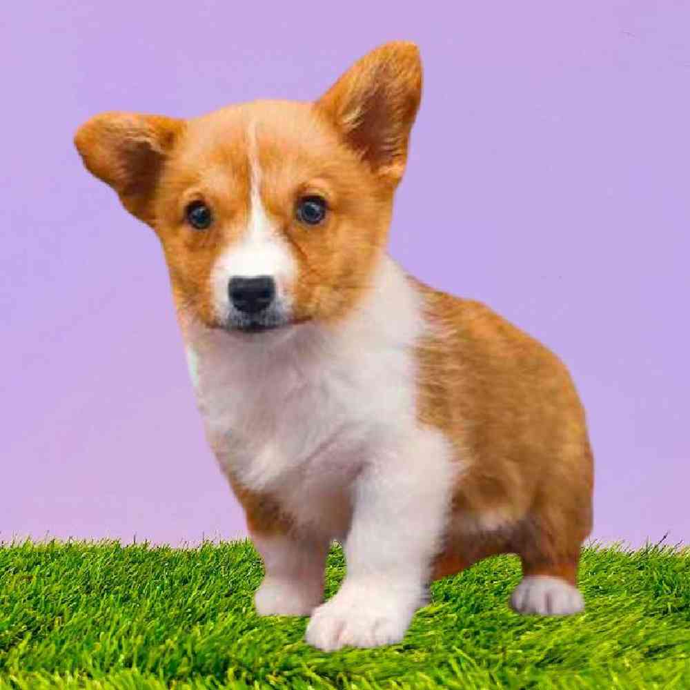 Pembroke Welsh Corgi