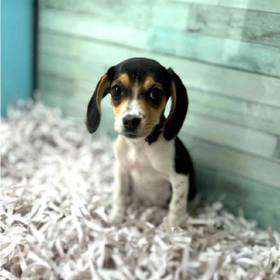 Beagle