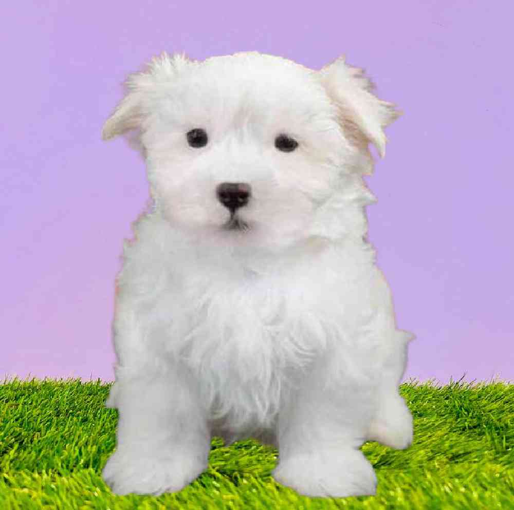 Maltese