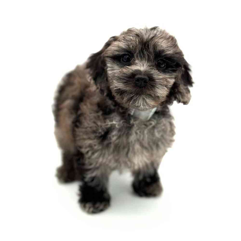 Male Cockapoo Puppy for Sale in Puyallup, WA